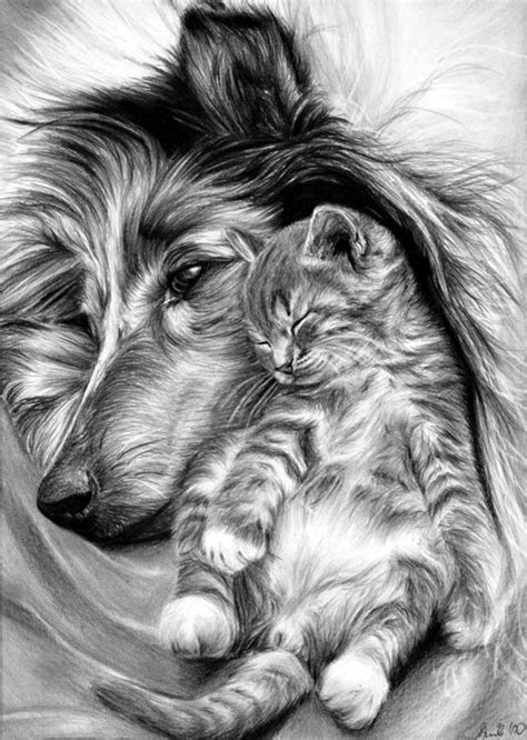 Pencil Drawings of Animals .